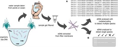 Frontiers | Forensics Meets Ecology – Environmental DNA Offers New ...